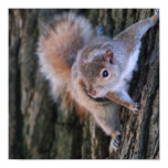 Tree Squirrel Poster