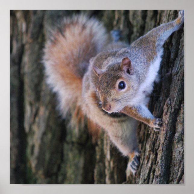 Tree Squirrel Poster (Front)
