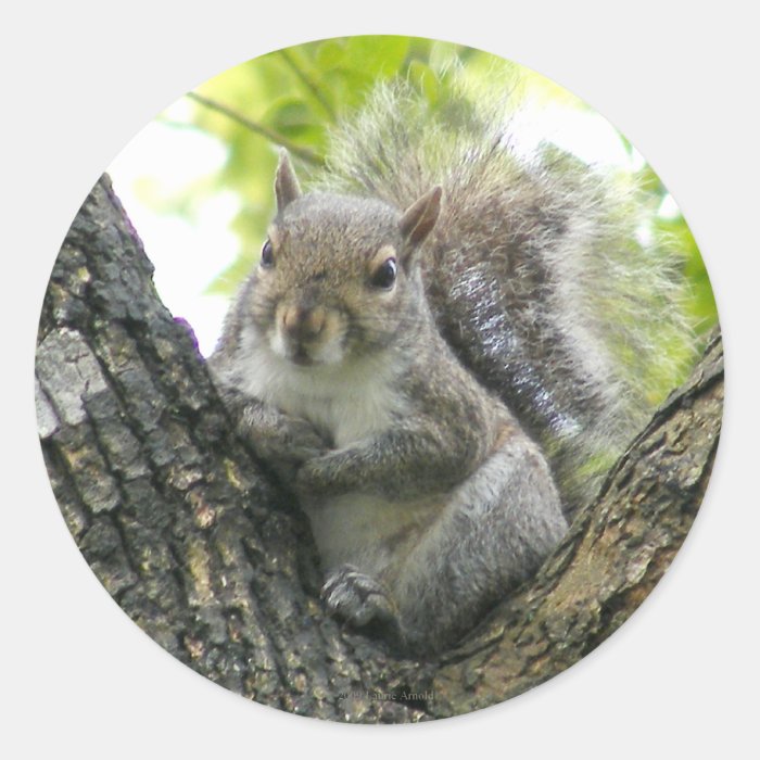 Tree Squirrel Stickers