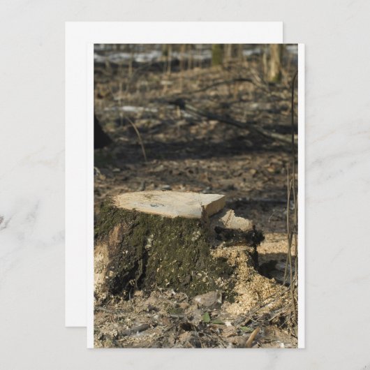 Tree stump (Front/Back)