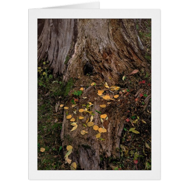 "Tree Stump & Fodder" Cards (Front)