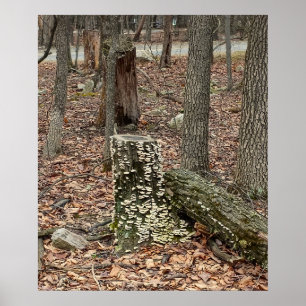 Tree Stump in the Woods Poster
