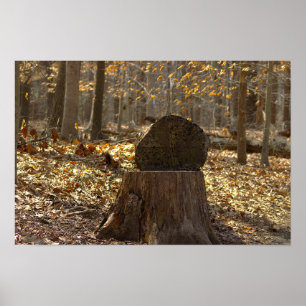 Tree Stump in the Woods Poster