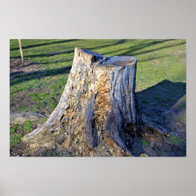 Tree Stump Poster (Front)