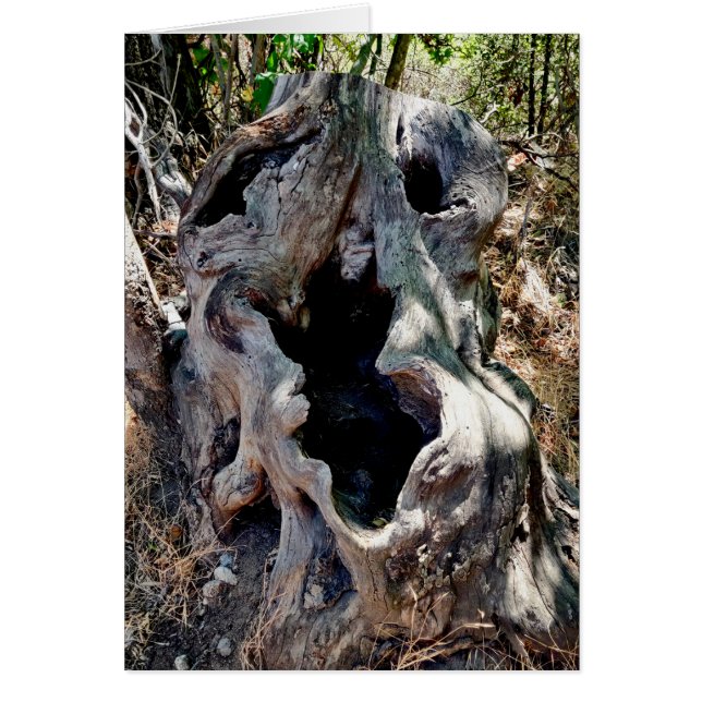 Tree Stump Skull Cards (Front)