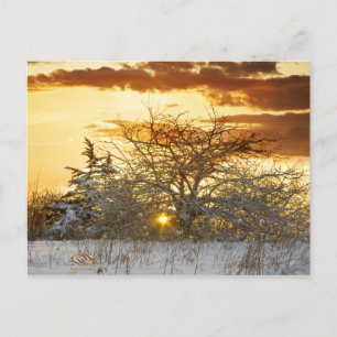 Tree Sunset Winter Vermont Postcard