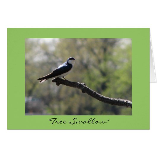 "Tree Swallow" (Front Horizontal)
