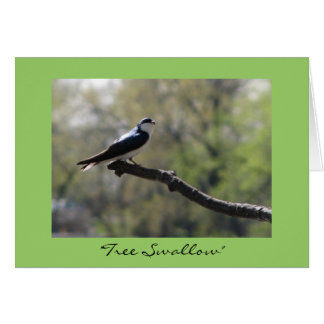 "Tree Swallow" Cards