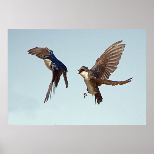 Tree Swallow Chase Poster (Front)