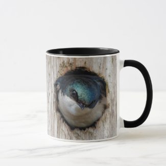 Tree Swallow in a Nestbox