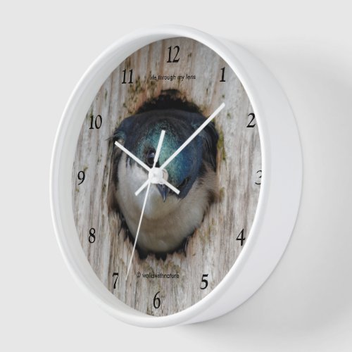 Tree Swallow in a Nestbox Wall Clock