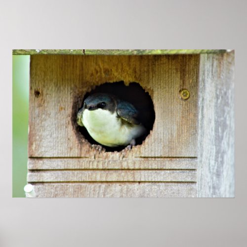 Tree Swallow in Birdhouse  Poster