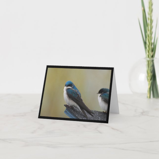 Tree Swallow Note Card (blank) (Front)