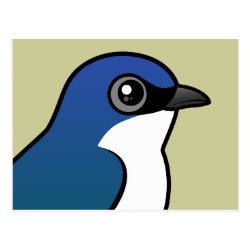 Tree Swallow Postcard