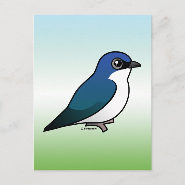 Tree Swallow Postcard (Front)