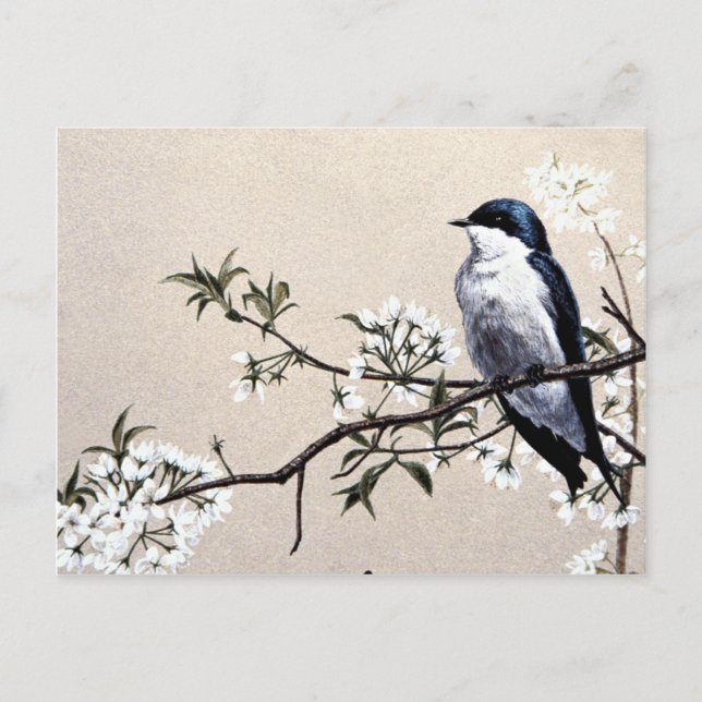 Tree swallow postcard (Front)
