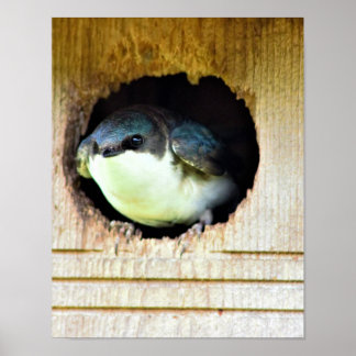 Tree Swallow Poster