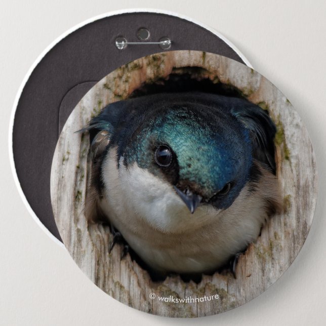 Tree Swallow Songbird in Nestbox Button (Front & Back)