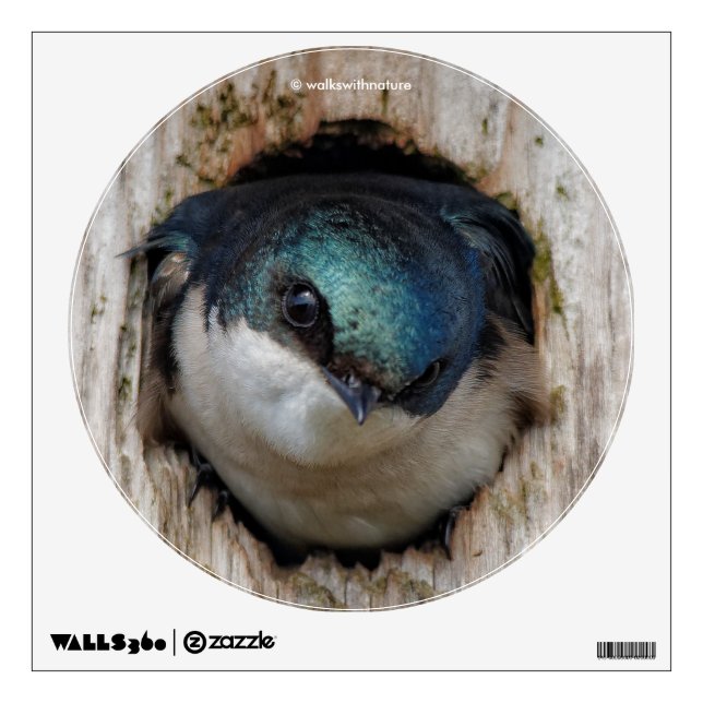 Tree Swallow Songbird in Nestbox Wall Sticker (Front)