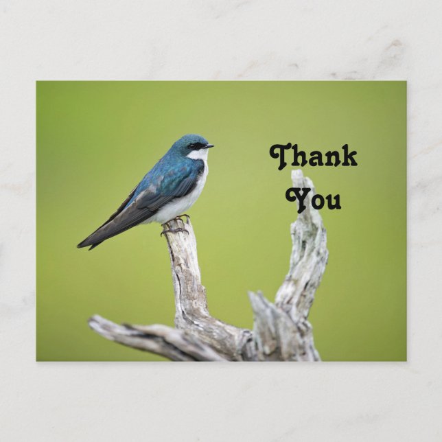 Tree Swallow Thank You Postcard (Front)
