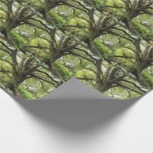 Tree Tales