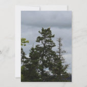 Tree Top Eagle (Front)