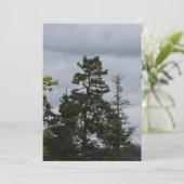 Tree Top Eagle (Standing Front)