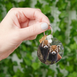 "Tree-top Explorers: Baby Red Pandas Looking Out Keychain