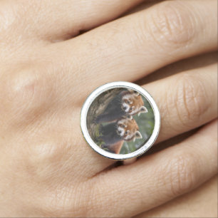 "Tree-top Explorers: Baby Red Pandas Looking Out Ring