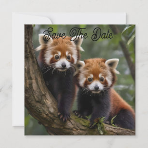 "Tree-top Explorers: Baby Red Pandas Looking Out Save The Date