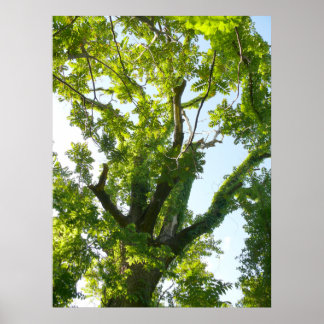 Tree Top Poster