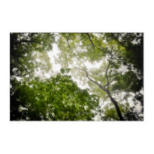 Tree Tops in the Blue Ridge Mountains
