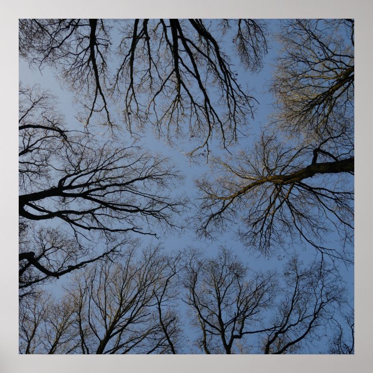 Tree Tops Poster | Zazzle