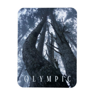 Tree Tops seen from Ground, Olympic National Park Magnet