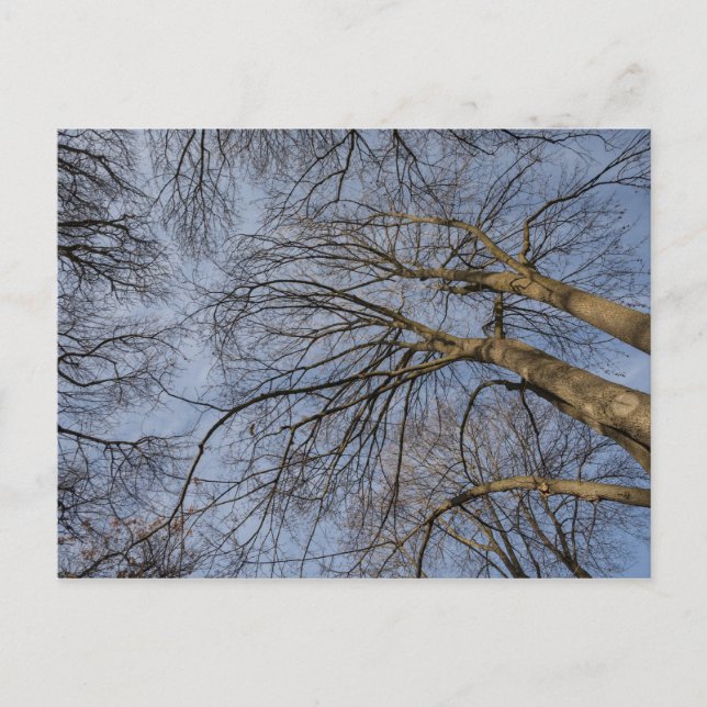 Tree trunk design/pattern. Pioineer Park, WA Postcard (Front)