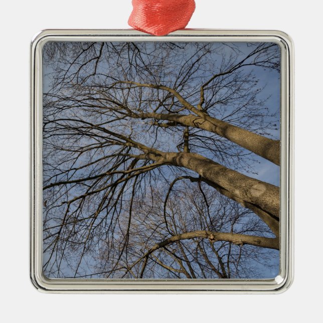 Tree trunk pattern. Pioineer Park, WA Metal Ornament (Front)