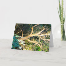 Tree Trunk Photo