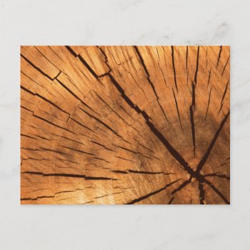 Tree Trunk Rings Postcard by theunusual at Zazzle