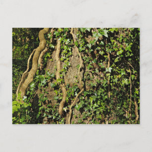 Tree Trunk with Ivy. Blackweir Woods, Cardiff Postcard