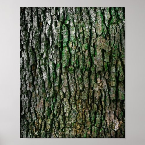 Tree Trunk Wood Bark Poster