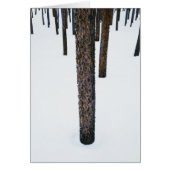 Tree Trunks in Snow (Front)