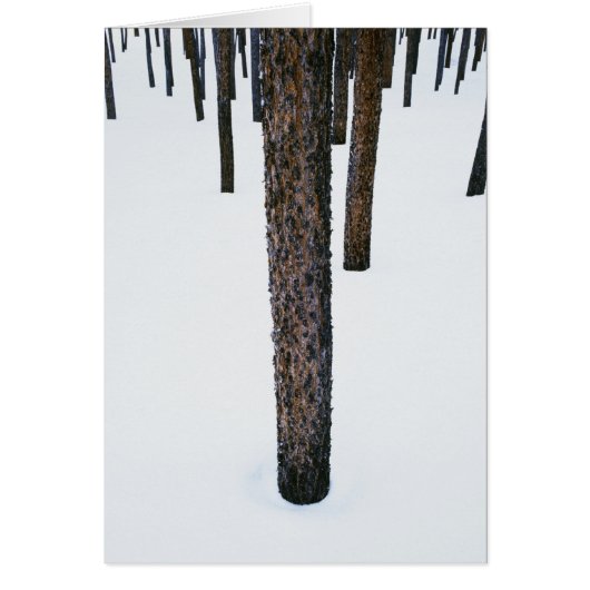 Tree Trunks in Snow Cards (Front)