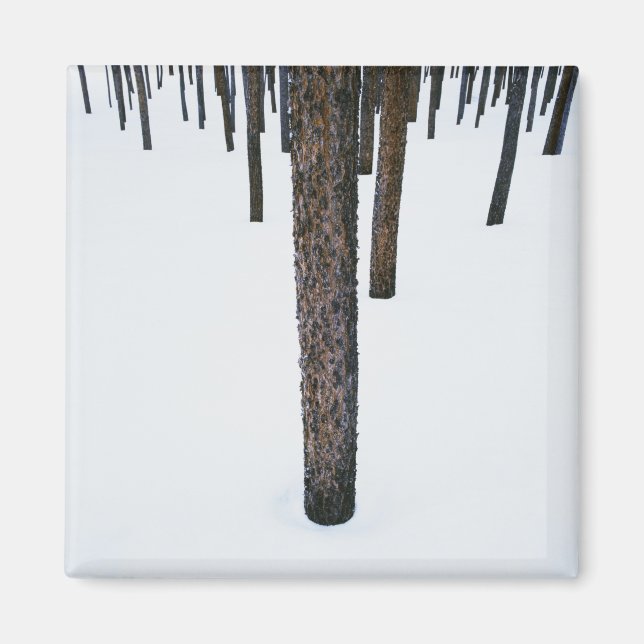 Tree Trunks in Snow Magnet (Front)