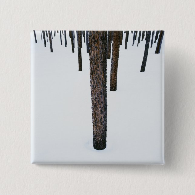 Tree Trunks in Snow Pinback Button (Front)