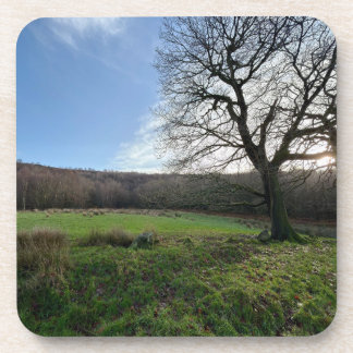 Tree view.. beverage coaster