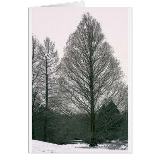 Tree - Wave Hill NYC Cards