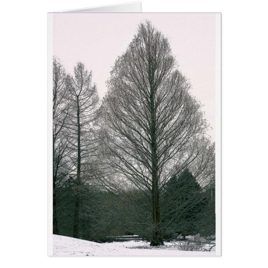 Tree - Wave Hill NYC Cards (Front)