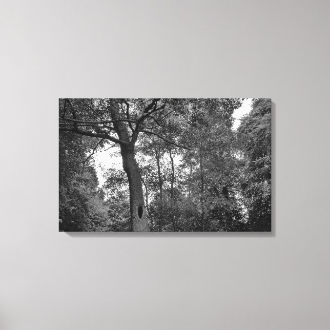 Tree with a Mysterious Hole II Canvas Print (Front)