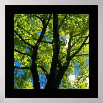 Tree With Spring Leaves Poster (square) by Designs_From_Nature at Zazzle