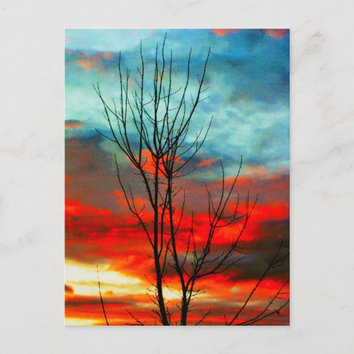 Tree With Sunset Background Postcard